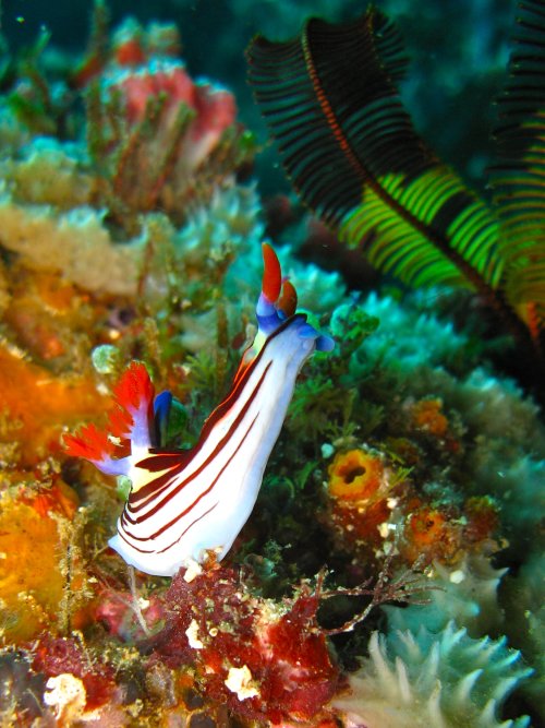 Nembrotha aurea ou purpureolineata