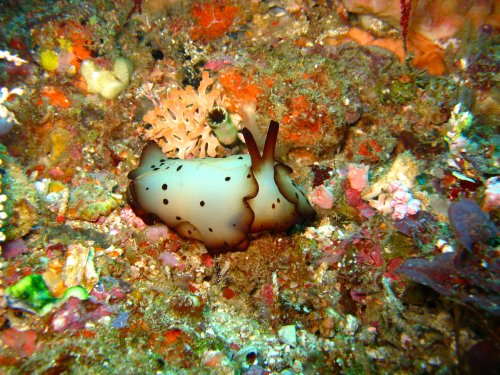 Nudi - Slug - Sea Hare?