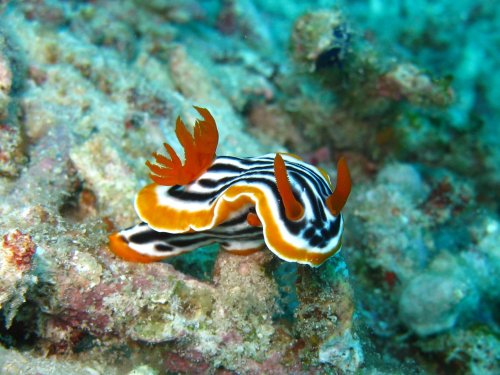 Chromodoris magnifica - doris magnifique