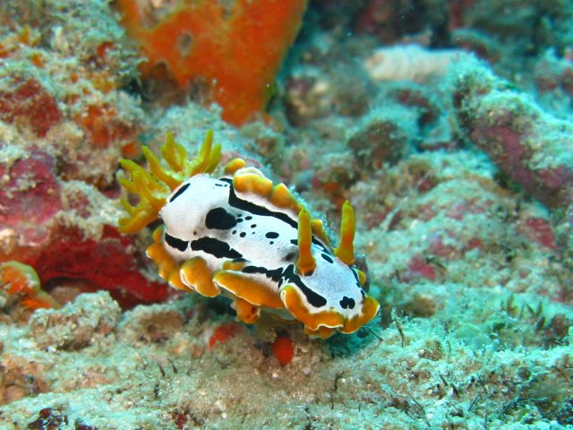 Chromodoris michaeli - doris de Michaël