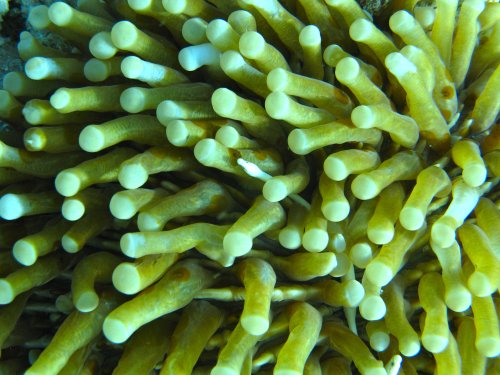 Coral Pipefish
