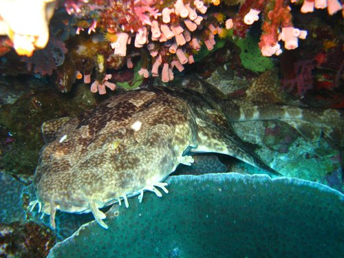 Requin wobbegong