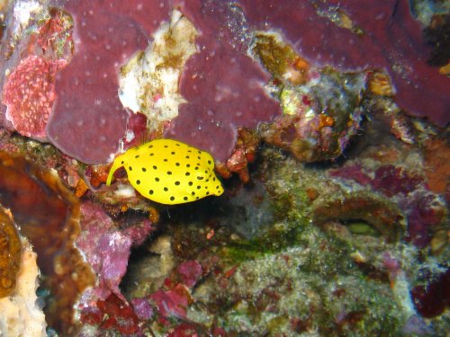 Poisson coffre juvenile