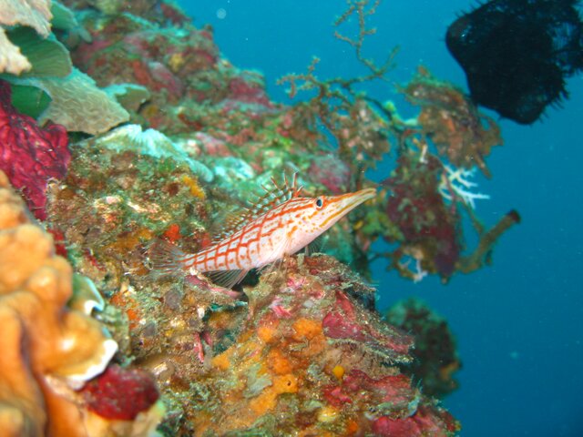 Poisson faucon à long nez