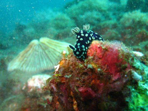 Nembrotha cristata