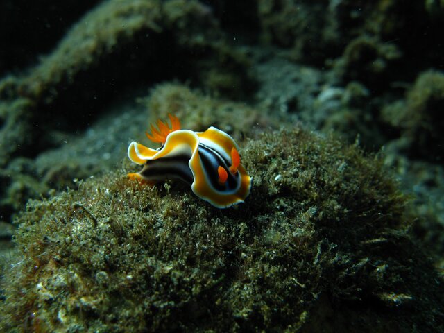 Chromodoris magnifica - Doris magnifique