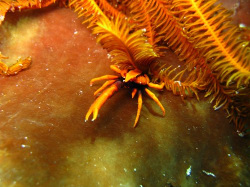 galathée des crinoïdes de Baba