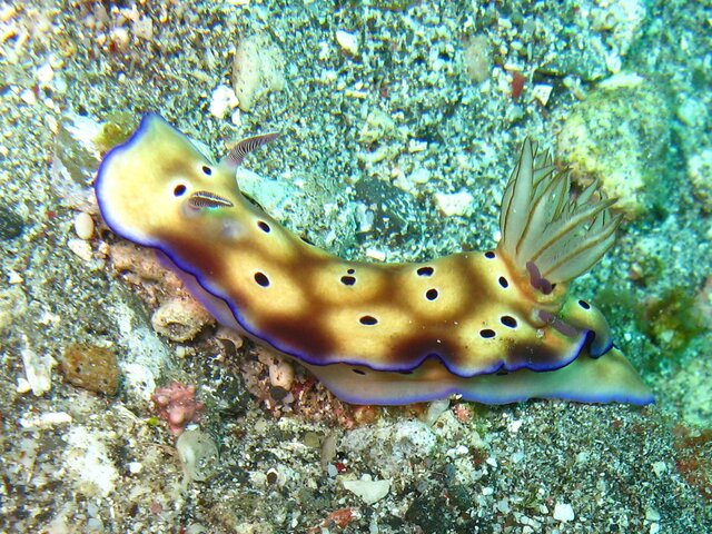 Goniobranchus kuniei - Doris de Kune