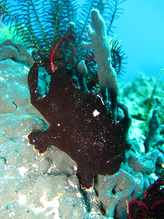 Frogfish avec son leurre sorti