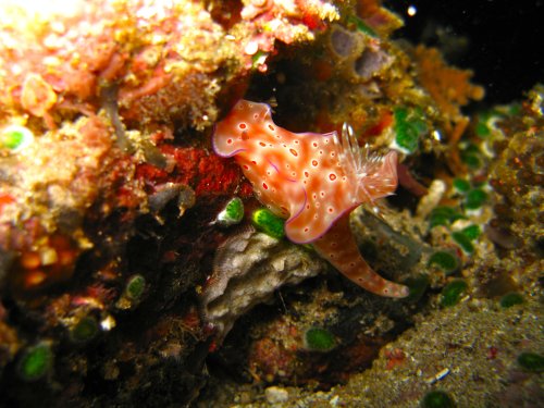 Cératosome Trilobé - Ceratosoma Trilobatum