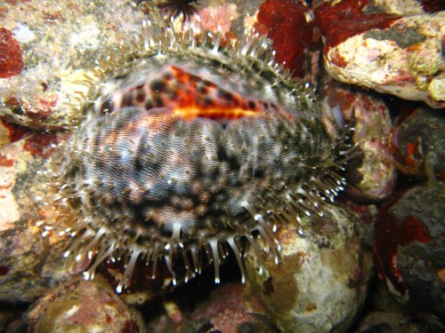 Porcelaine Tigre - Cypraea Tigris