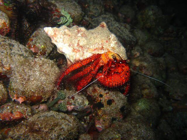 Enoplometopus daumi - Homard de Daum