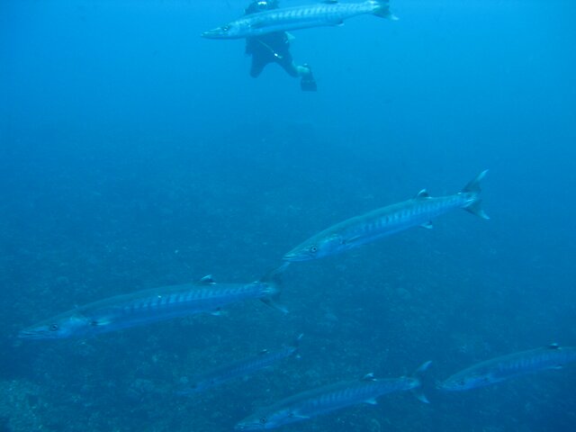 Barracuda