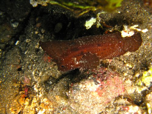 Ablabys taenianotus - poisson-feuille cacatoès