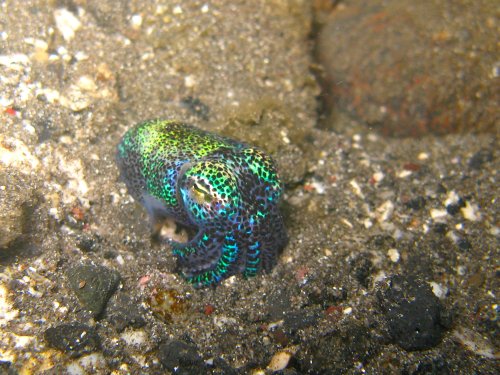 Euprymna berryi - sépiole colibri