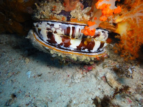 Spondylus varius - spondyle variable