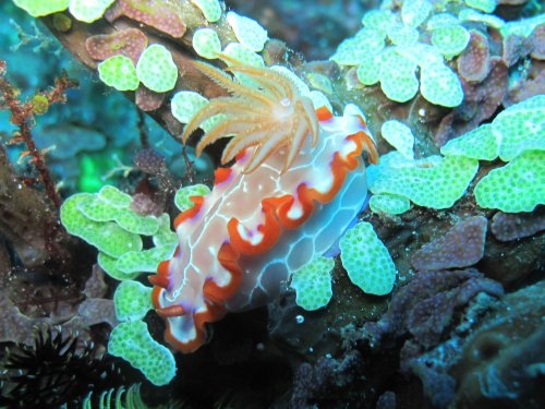 Hypselodoris iacula