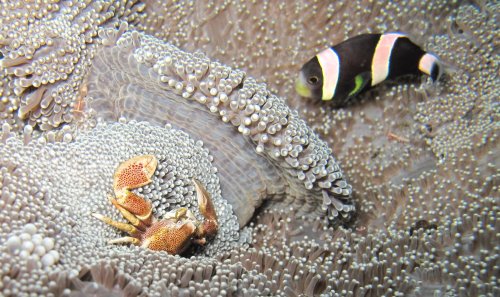 Clown fish et Porcelain crab