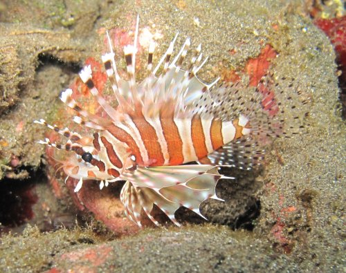 Lionfish