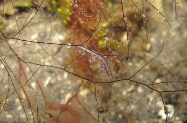 Nudibranche Flabelline Okenia?