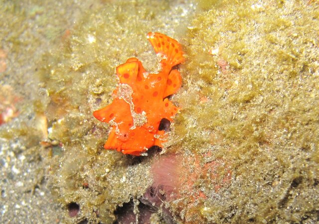 Mini Frogfish