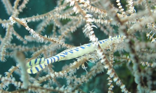 Tozuma shrimp - Tozeuma armatum