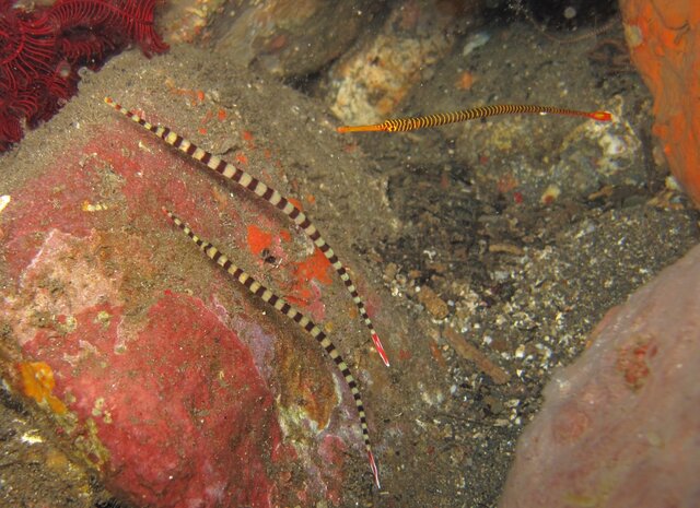 Pipefish banded et many banded