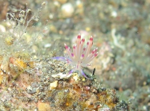 Flabellina exoptata