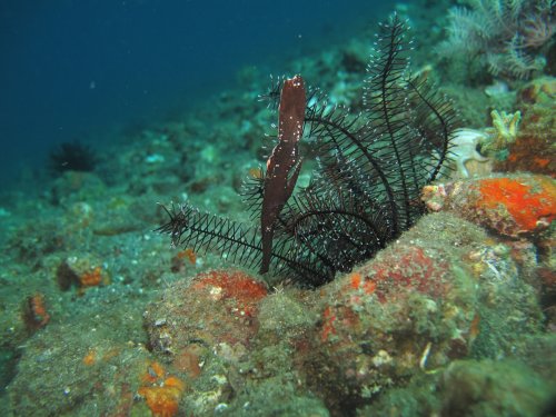 Robust Ghost Pipefish