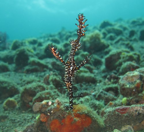 Ornate Ghost Pipefish