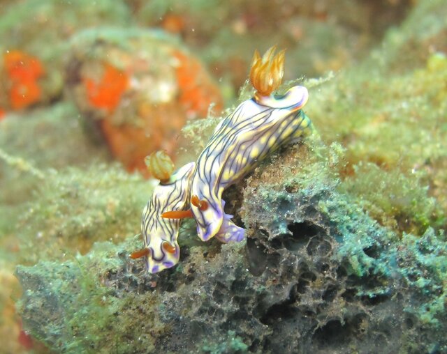 Hypselodoris zephyra