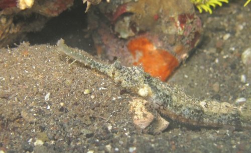 Winged Pipefish