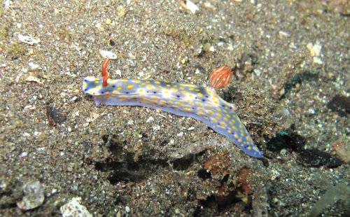 Hypselodoris kanga