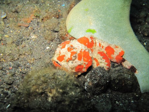 Mini Humpback scorpion fish