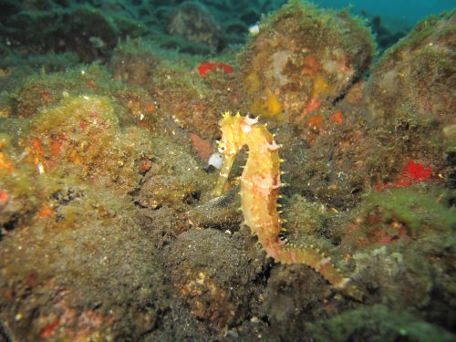 Thorny seahorse