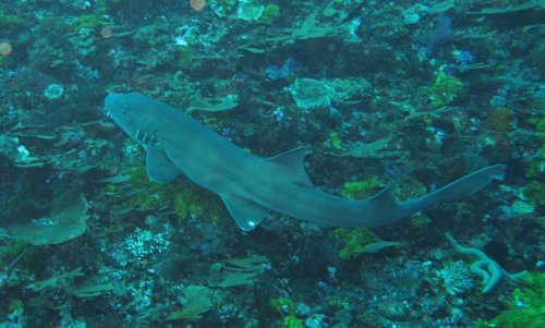 Nurse shark