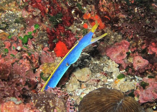 Ribbon eel (male)