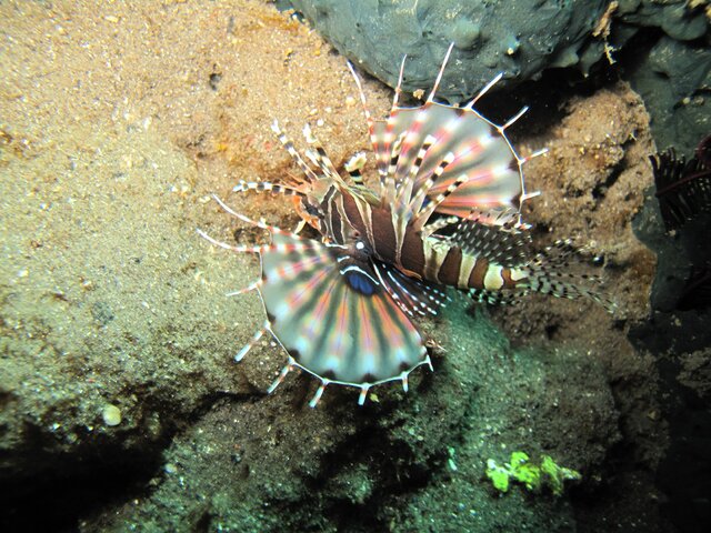 Lionfish