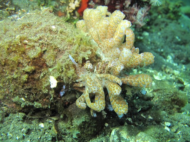 Phyllodesmium longicirrum