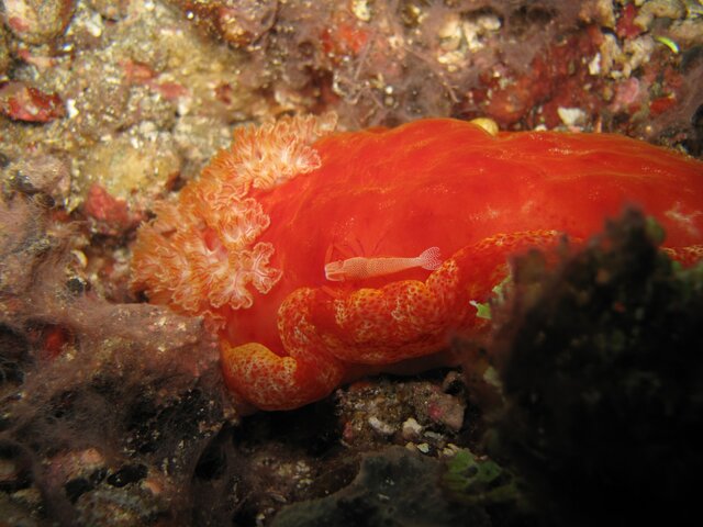 Spanish dancer et Emperor shrimp