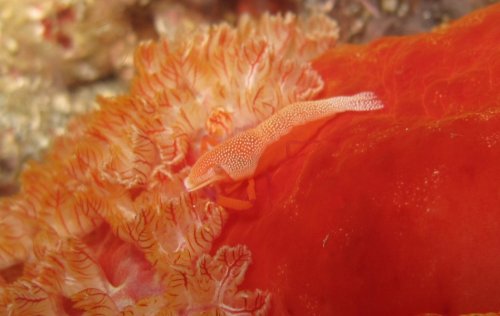 Spanish dancer et Emperor shrimp