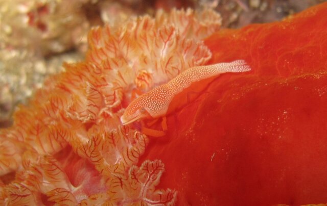 Spanish dancer et Emperor shrimp