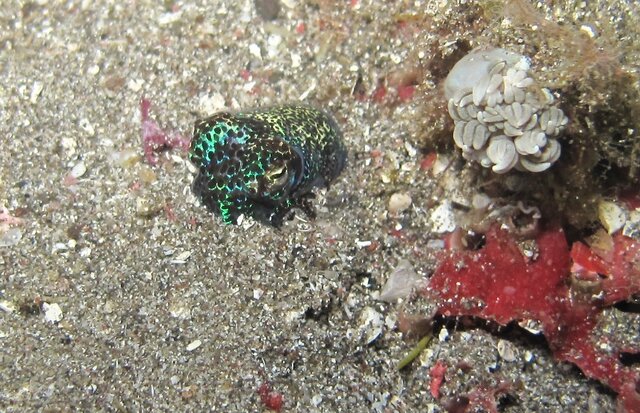 Bobtail squid