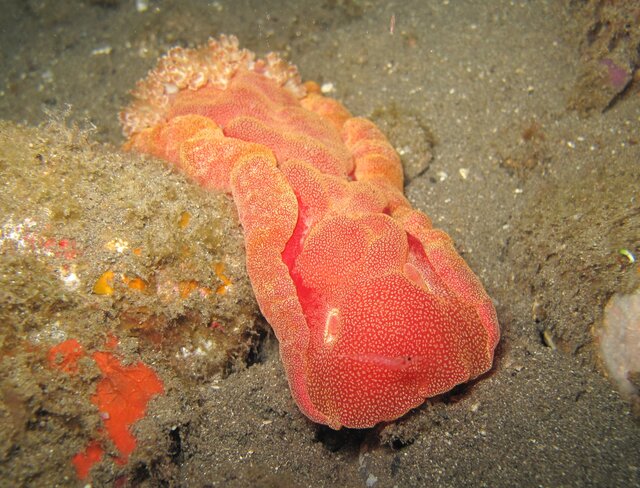 Spanish dancer - Hexabranchus sanguineus