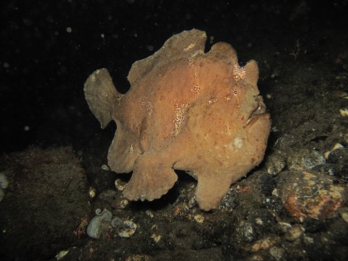 Frogfish