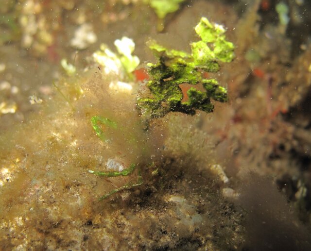 Halimeda crab