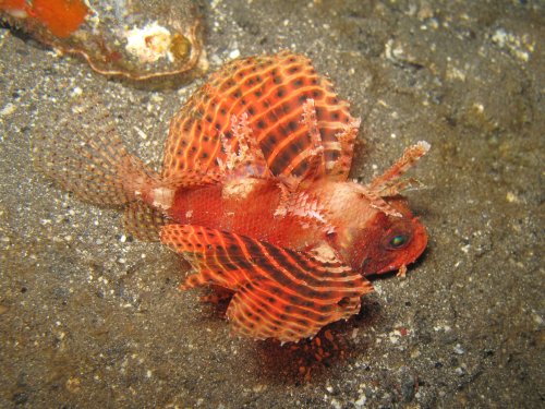 Dwarf Lionfish