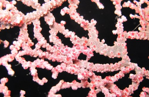 Pygmy seahorse barbiganti