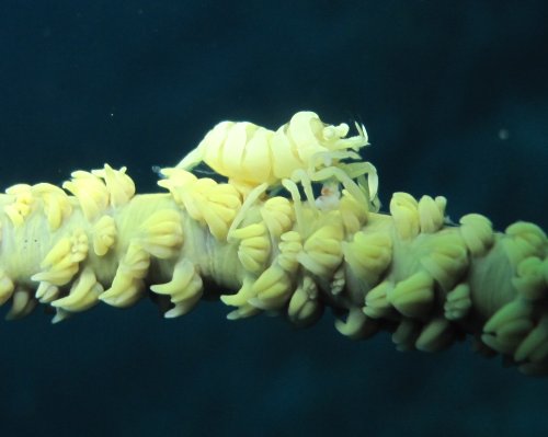 Pontonides unciger - crevette des antipathaires