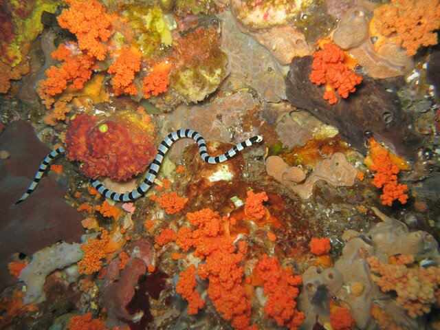 Cobra de mer - Laticauda colubrina